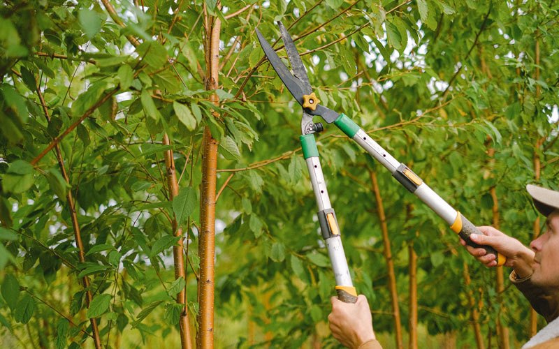 Tree trimming in Nickelsville, VA