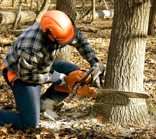 Tree Removal in Nickelsville, VA